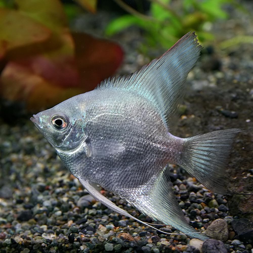 北一硝子　Kitaichi ブルー　熱帯魚　エンゼルフィッシュ　ラッコ　ベネチア 北一硝子 Kitaichi ブルー 熱帯魚 エンゼルフィッシュ ラッコ